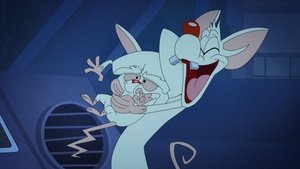 Animaniacs Odcinek 41